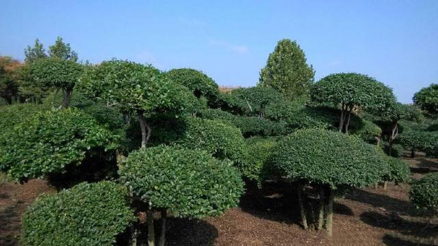 小葉（yè）女貞