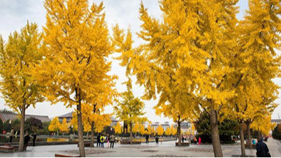 園林設計中常用的幾（jǐ）種植物介紹