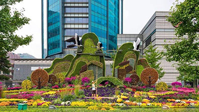 園林景觀設計應用彩葉植物的幾點經（jīng）驗總（zǒng）結（jié）