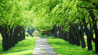 生（shēng）態園林城市的園林綠化設計是非常重要的