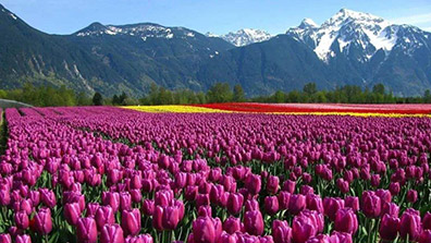 園藝療（liáo）法在植物景觀設計中的應用意義（yì）