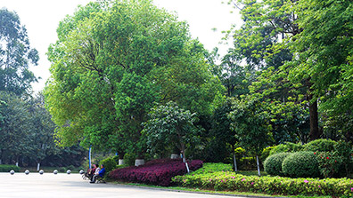 公園（yuán）綠化景觀設計需考慮的3點