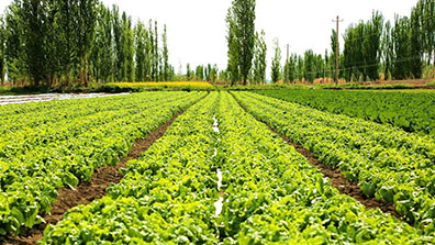 蔬菜主題農（nóng）業觀光園規劃設計的（de）功能定位