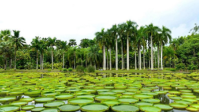 戶外（wài）研學營地（dì）的植物景觀設（shè）計原則