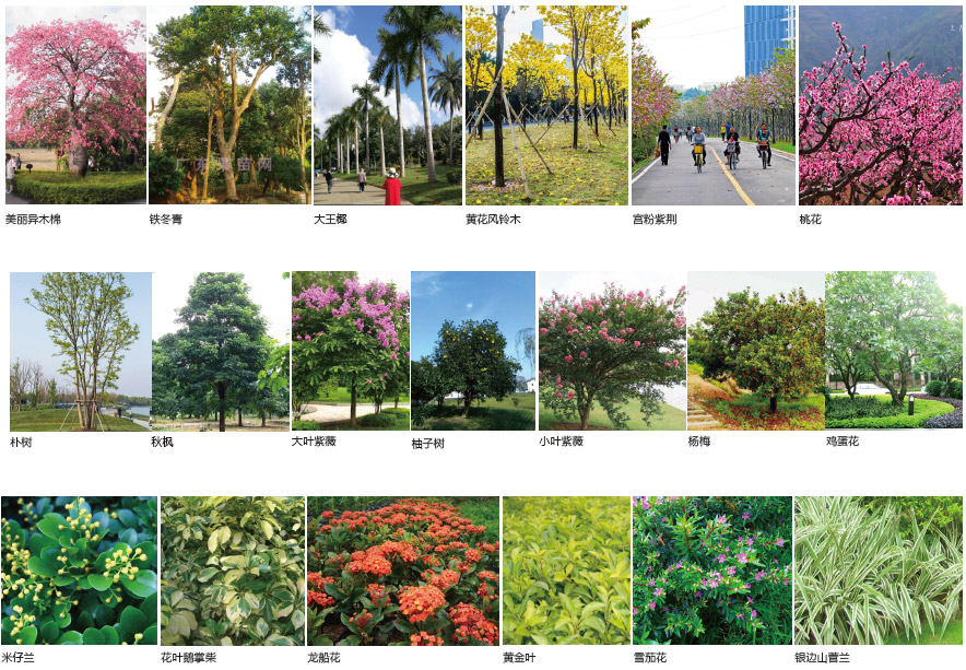 植物品種選（xuǎn）擇