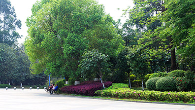 公（gōng）園景觀設計中（zhōng）的植物配（pèi）置策略